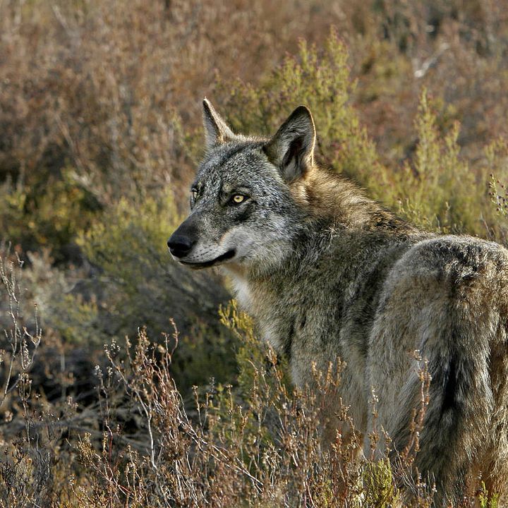 Situación del lobo en España, con Blanca Berzosa | Actualidad y Empleo Ambiental #47