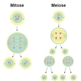 Paródia Mitose - Google Drive