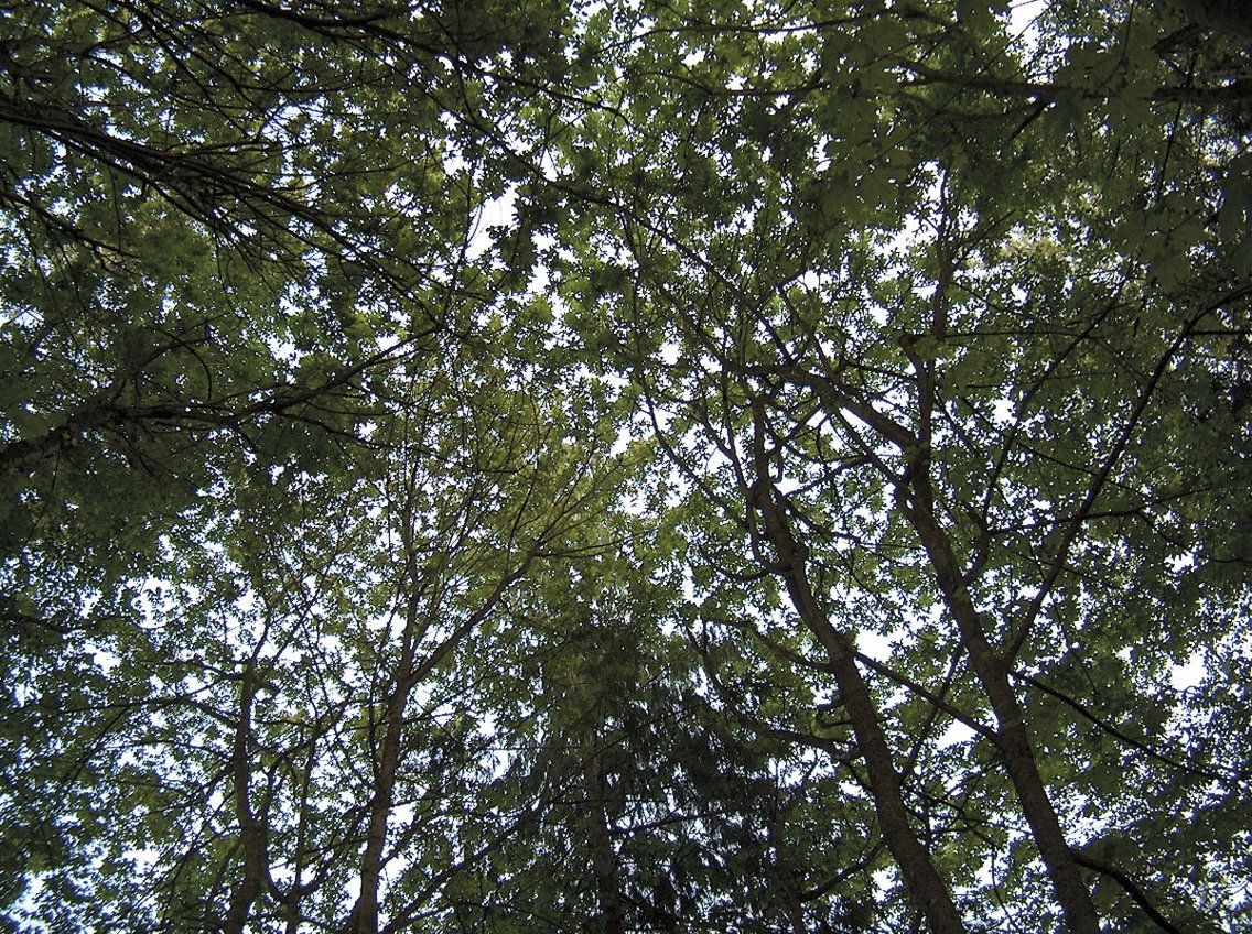 L'energia del bosco - Cover Image