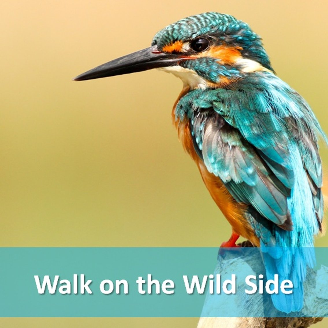 Walk on the Wild Side - Cover Image